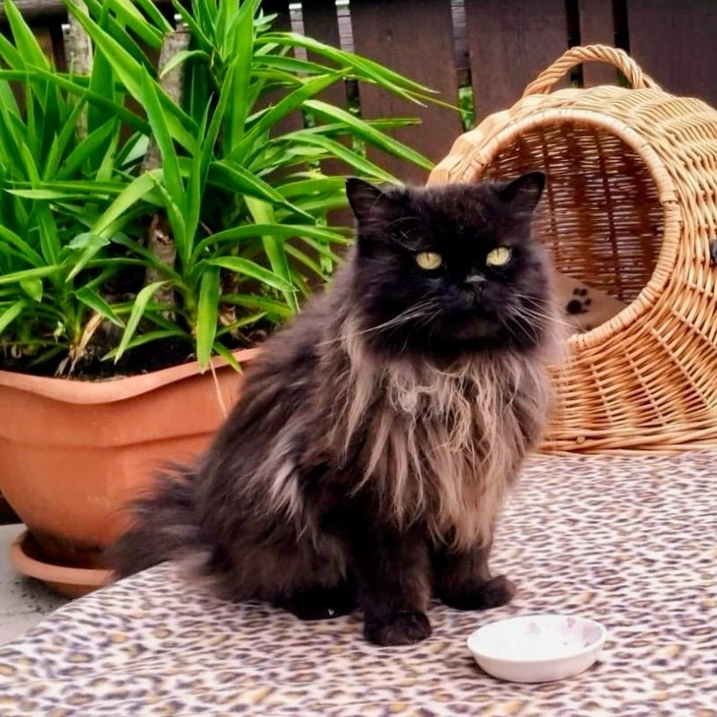 Balou