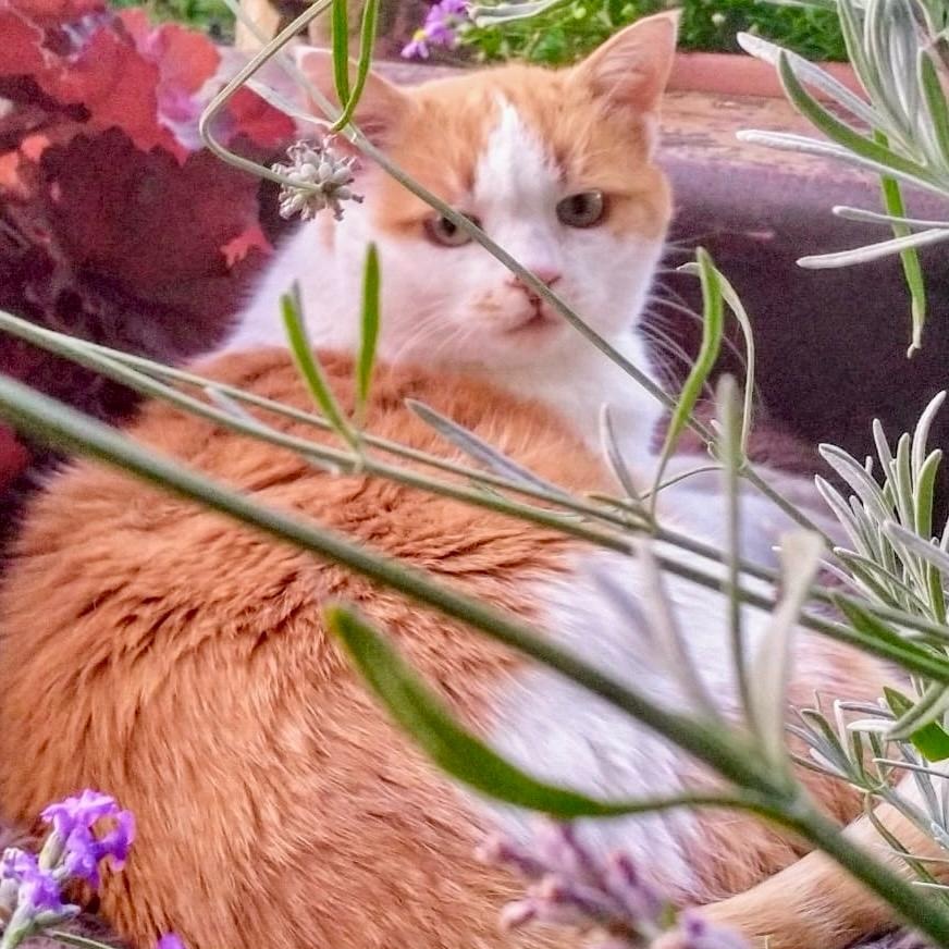 Lilly