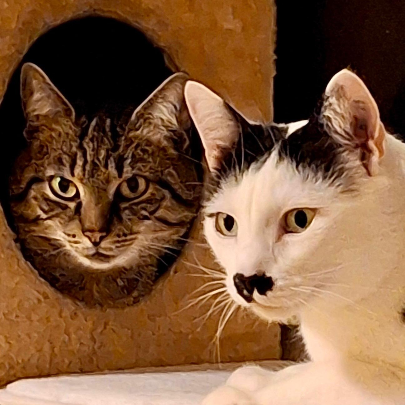 Major & Tiger