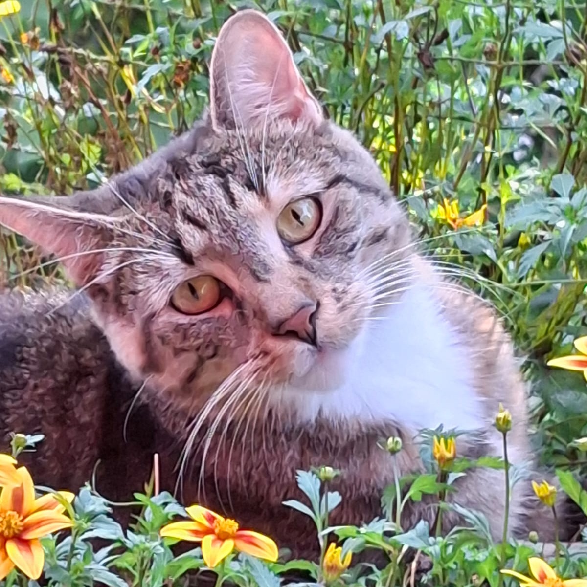 Minou